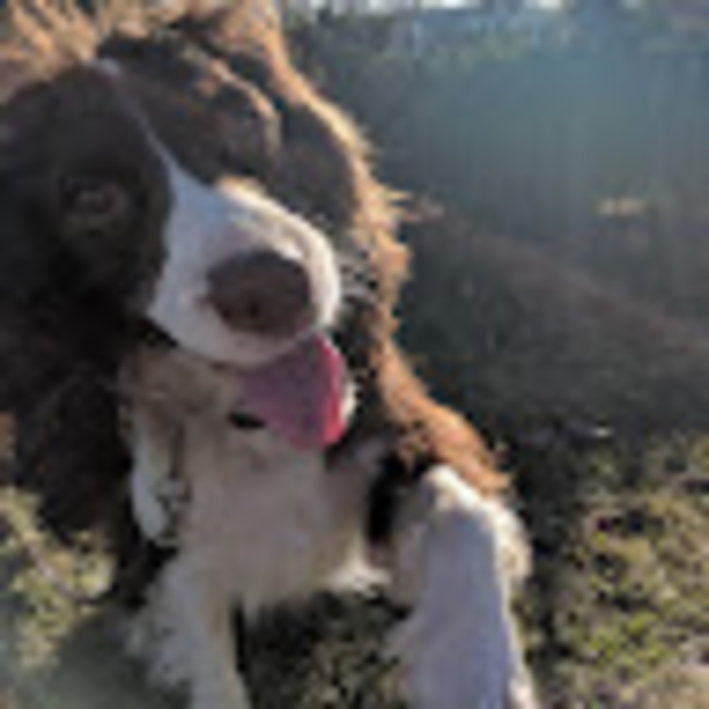 Meet your Posher, Abigail